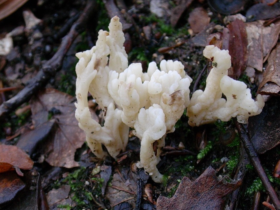 529 Dicembre vecchio ritrovamento